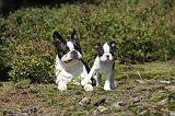 BOSTON TERRIER 155